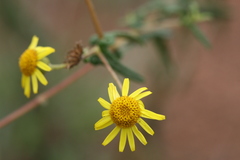 Pentanema indicum